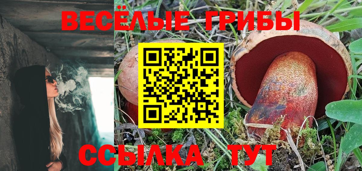 Галлюциногенные грибы Psilocybe Большой Камень